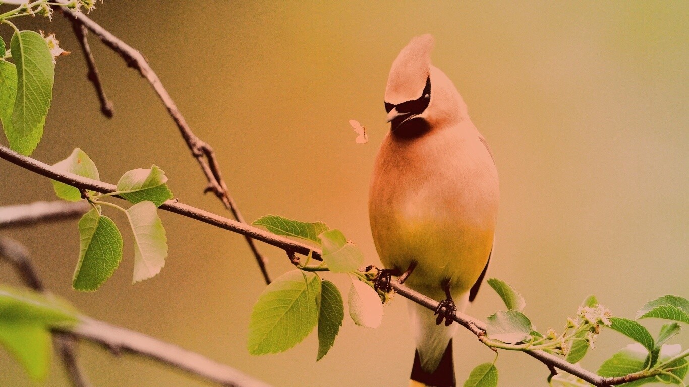 Оранжевая птичка обои