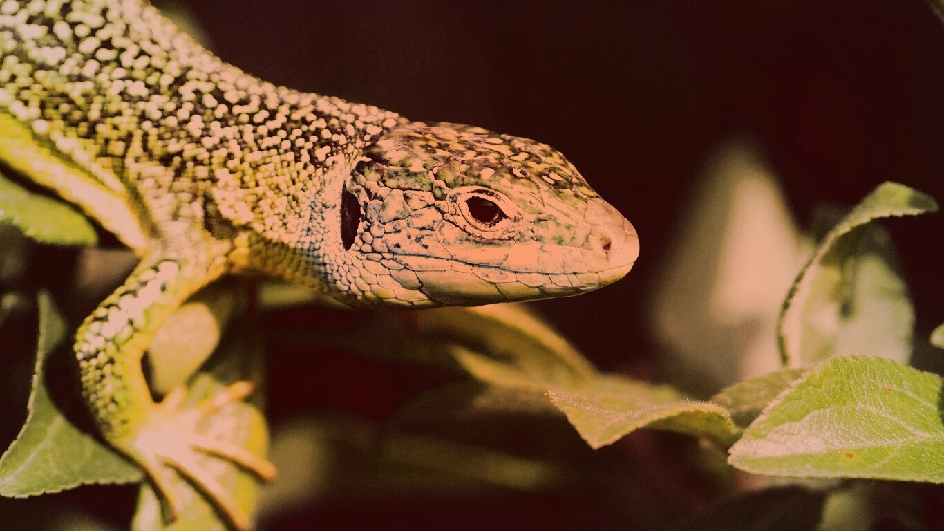 Ящерка на листьях обои