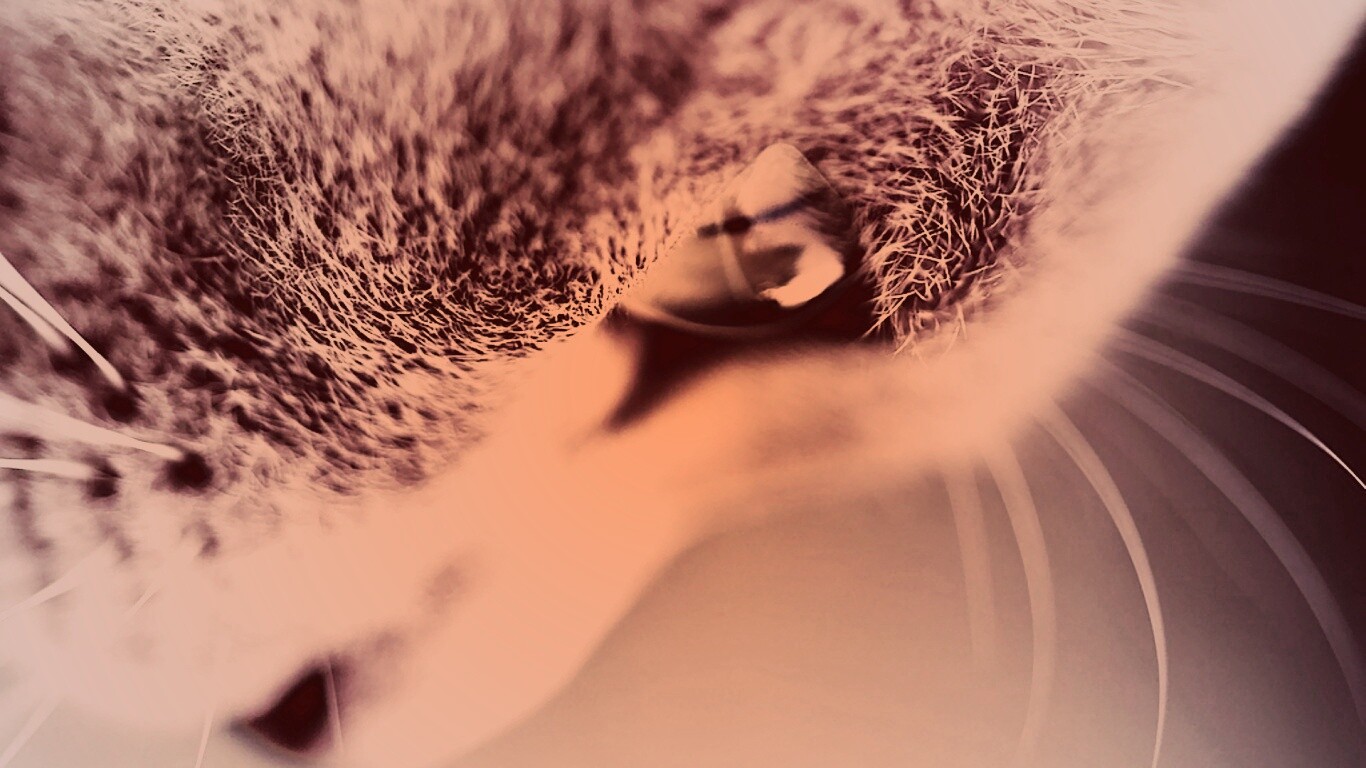 Макро фото мордашки кота обои