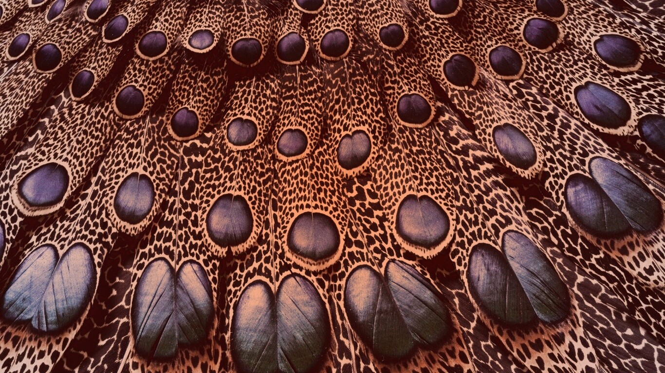 Хвост павлина обои