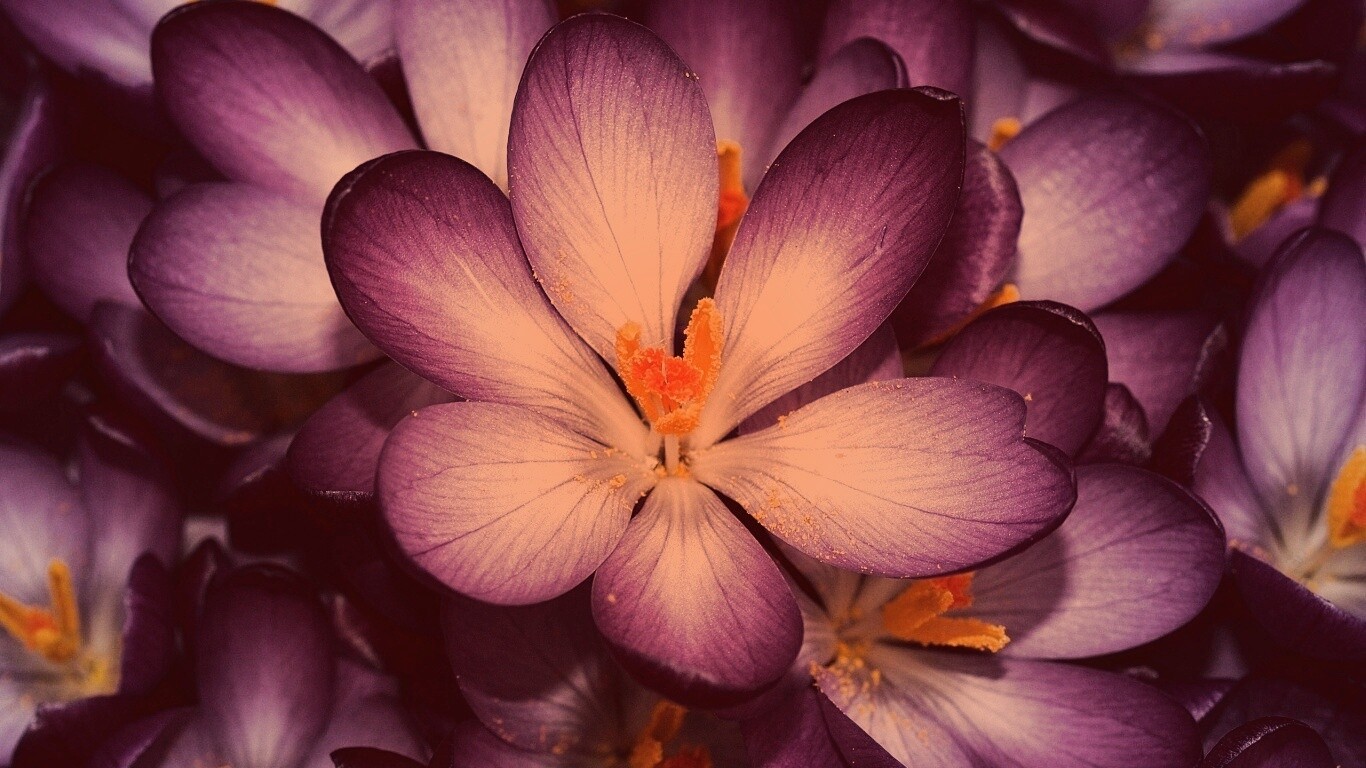 Сиреневый цветок обои