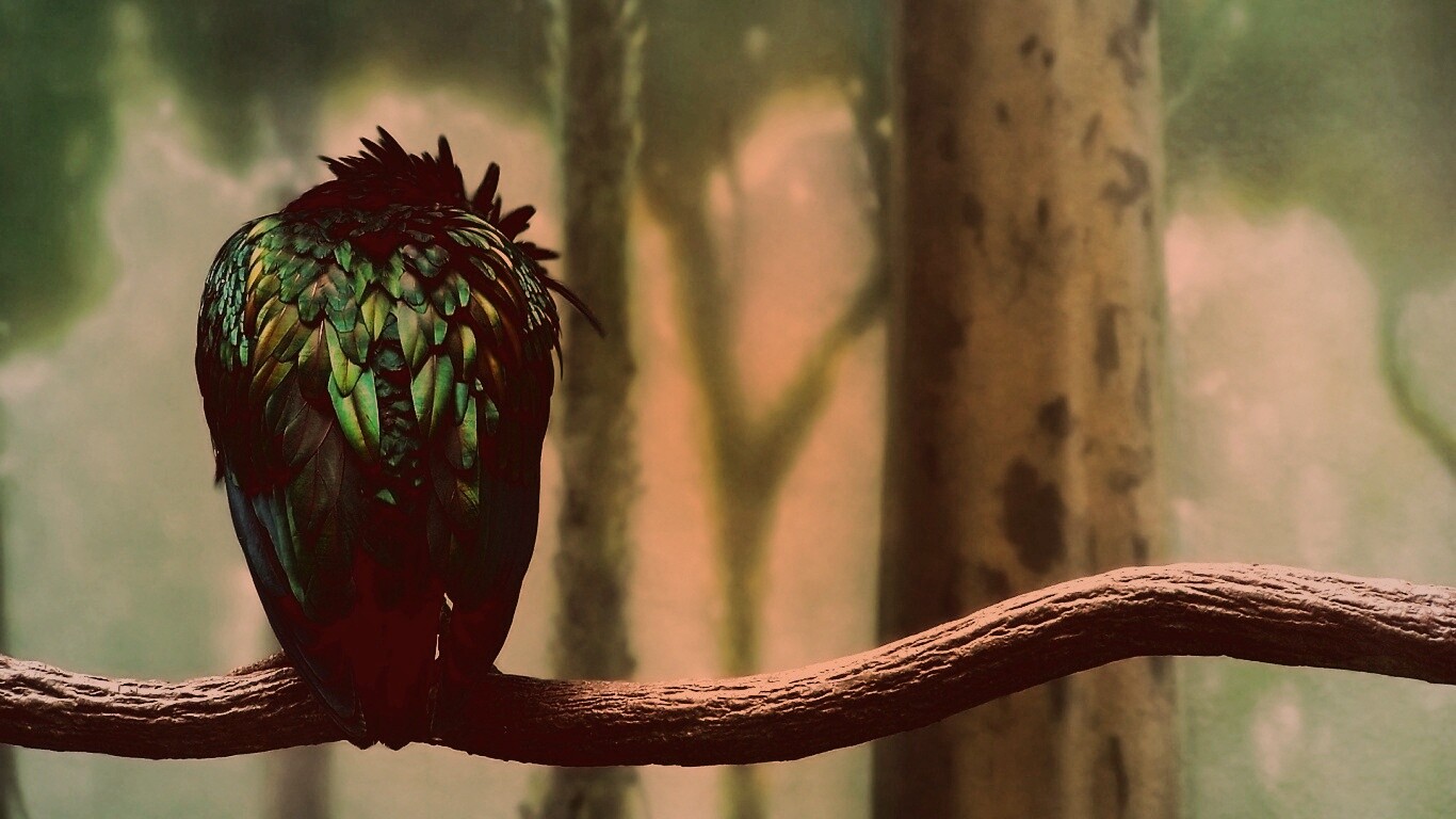 Птица спит на ветке обои