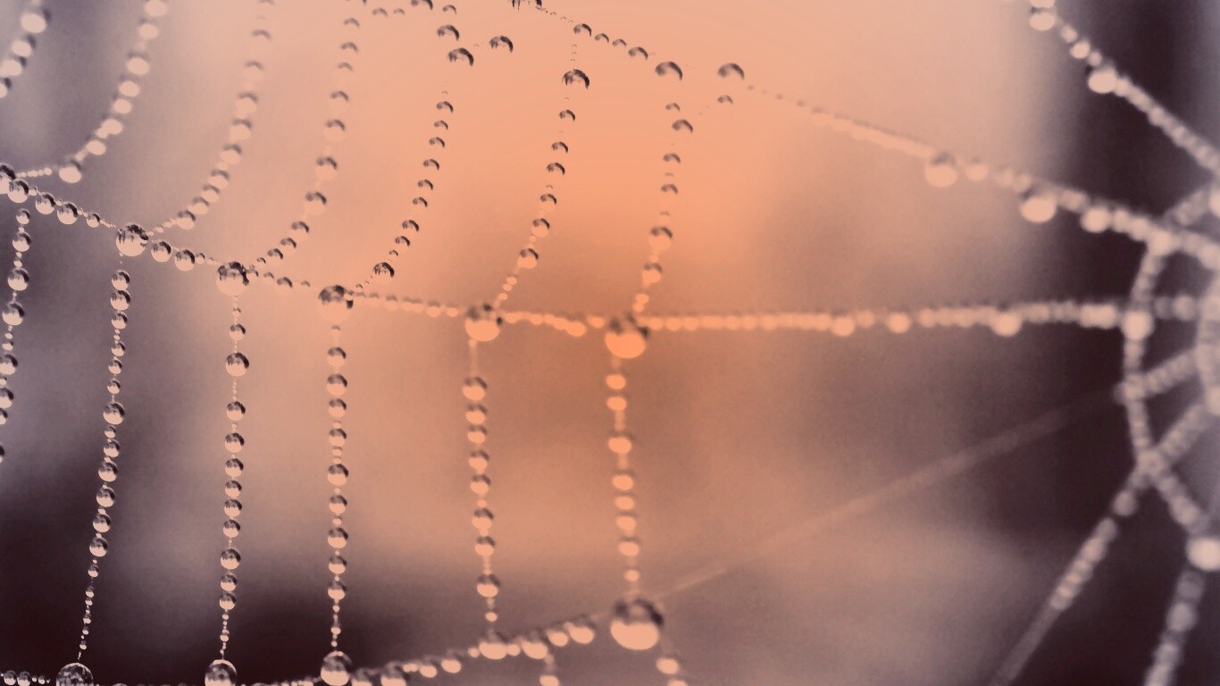 Капли росы на паутине обои