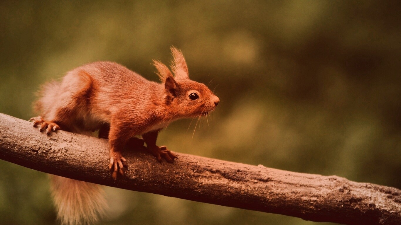 Белочка на ветке обои