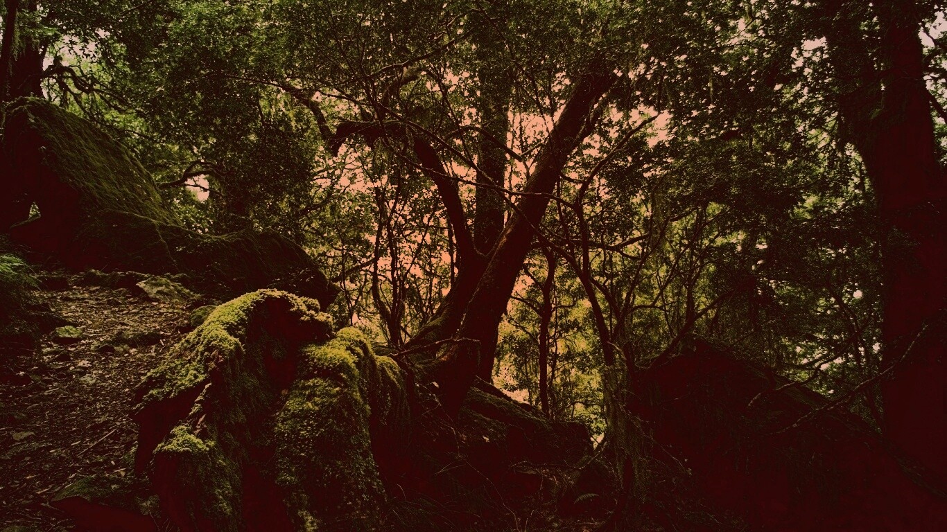 Чаща мшистого леса обои