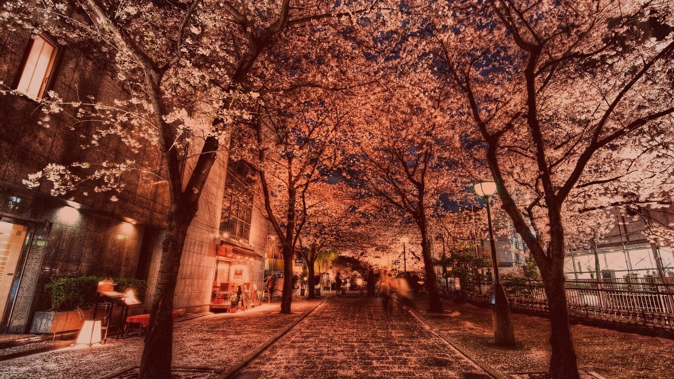 Аллея лепестков обои