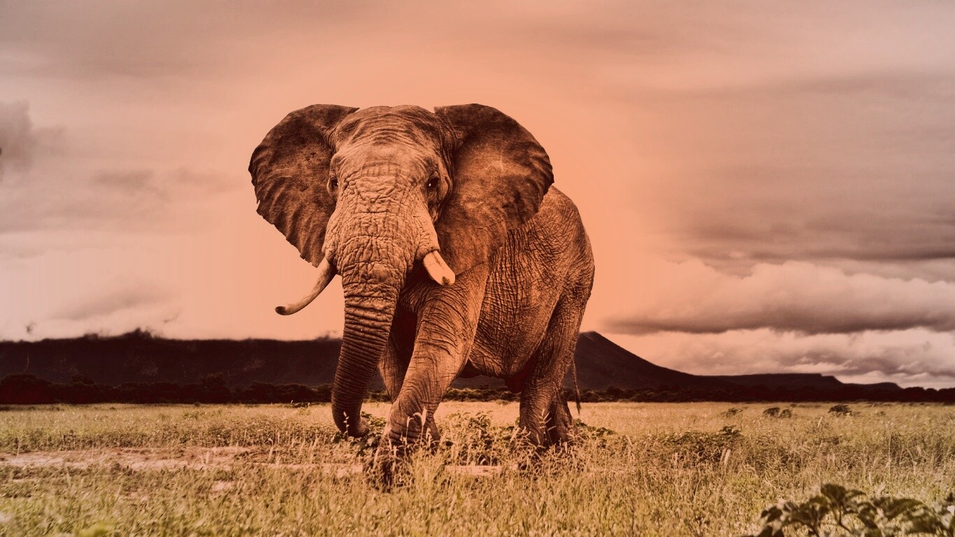Слон на прогулке обои