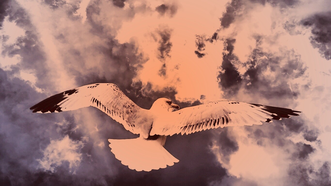 Гордая птица в полете обои