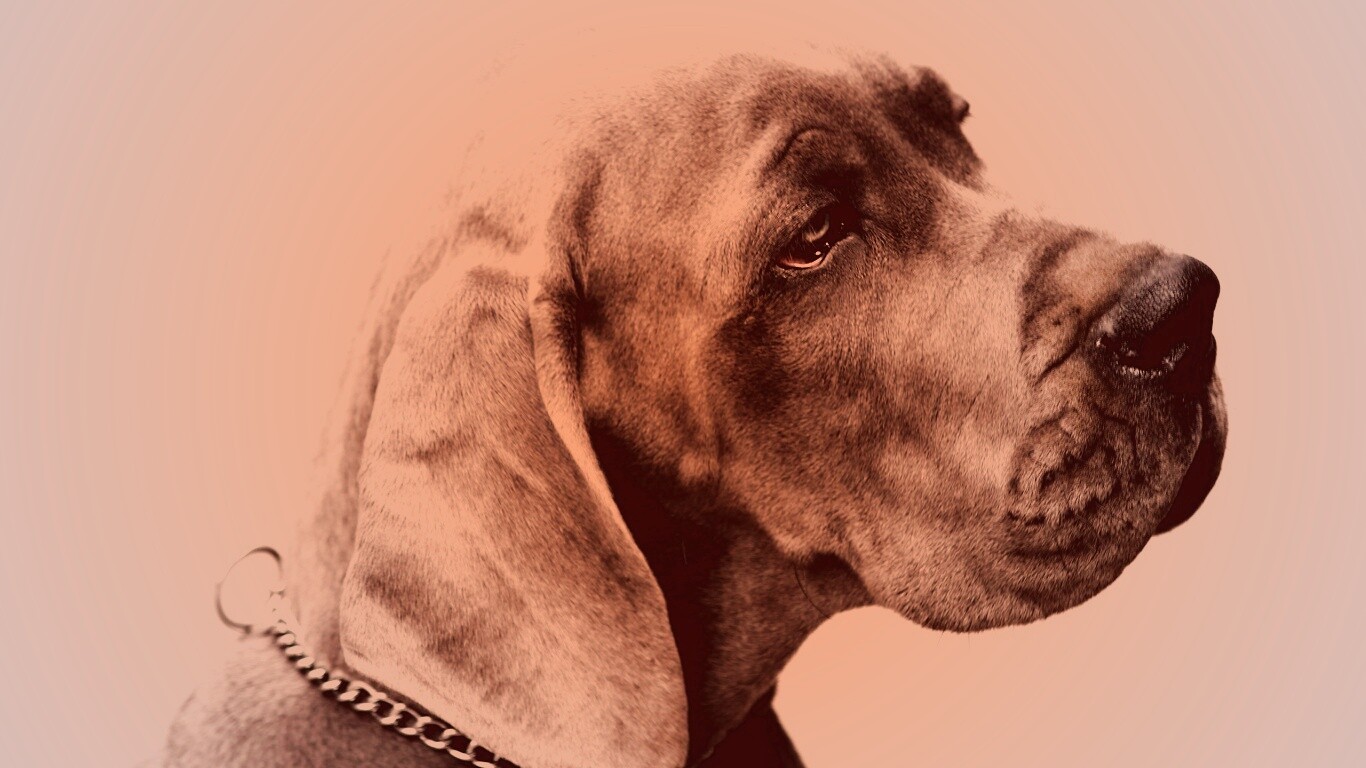 Грустная собака обои