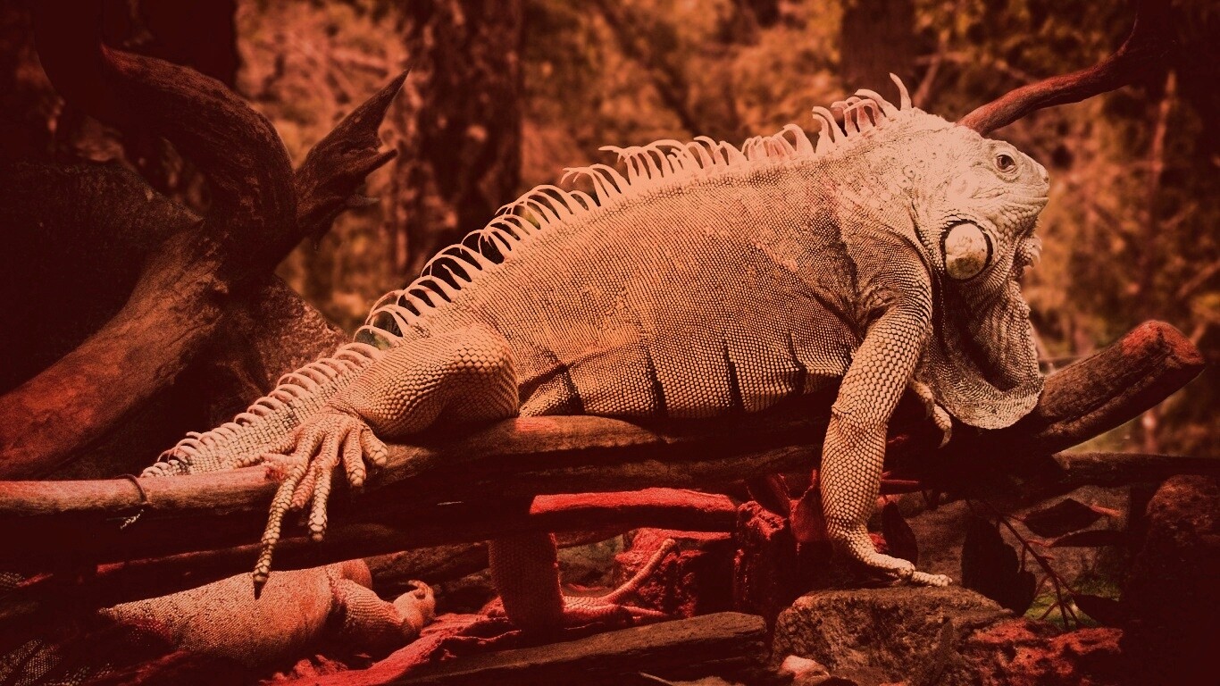 Большая игуана обои