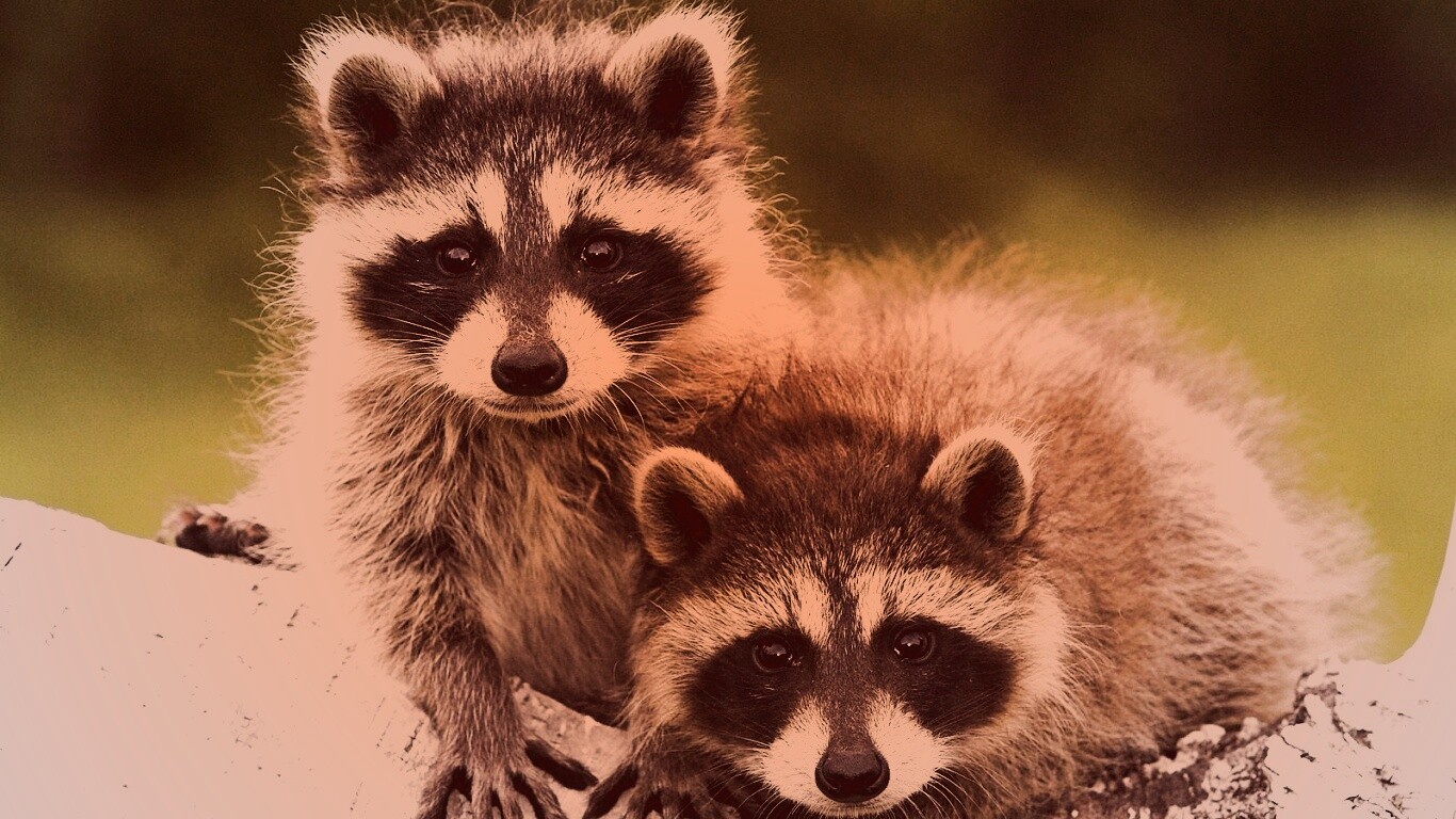 Полосатики обои