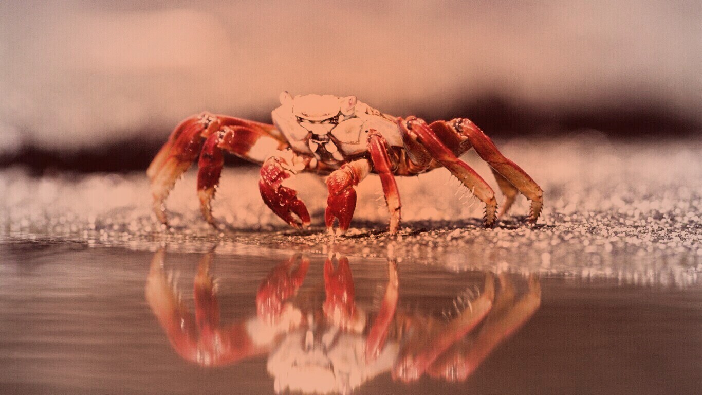 Краб обои