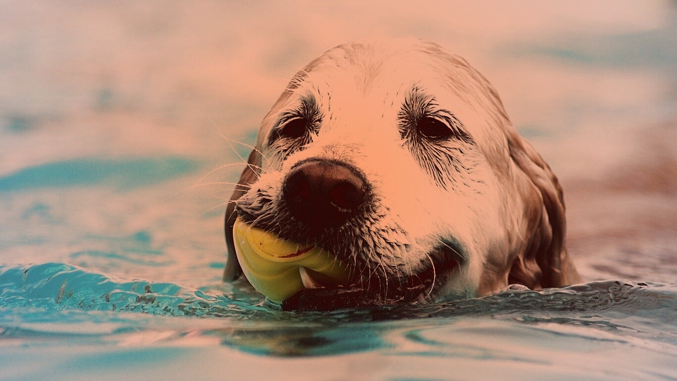 Пёс с игрушкой в зубах обои