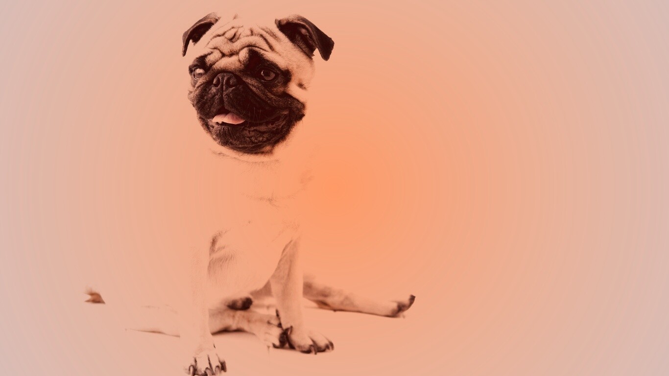 Симпатичный мопс на полу обои