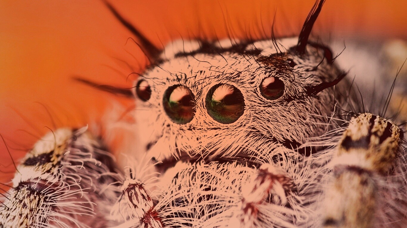 Паук в макро обои