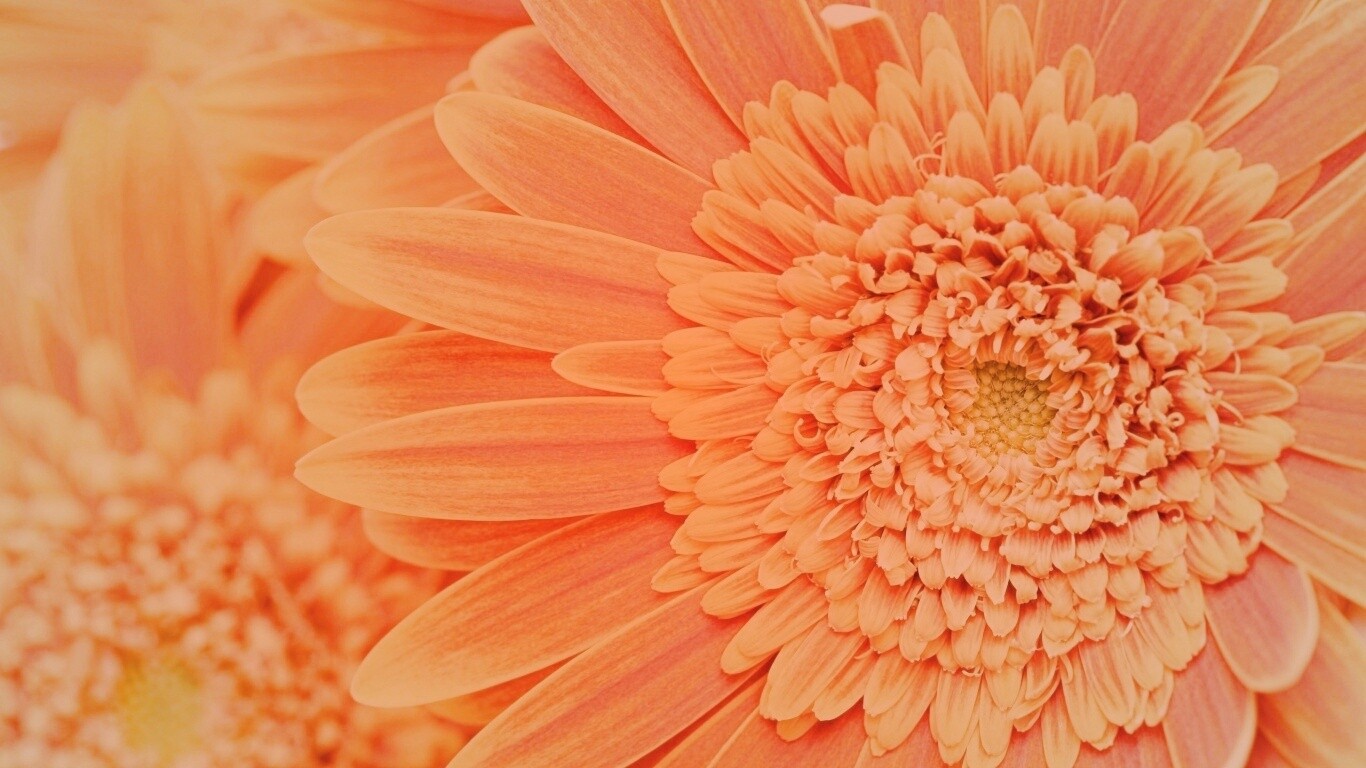 Большой оранжевый гербер обои