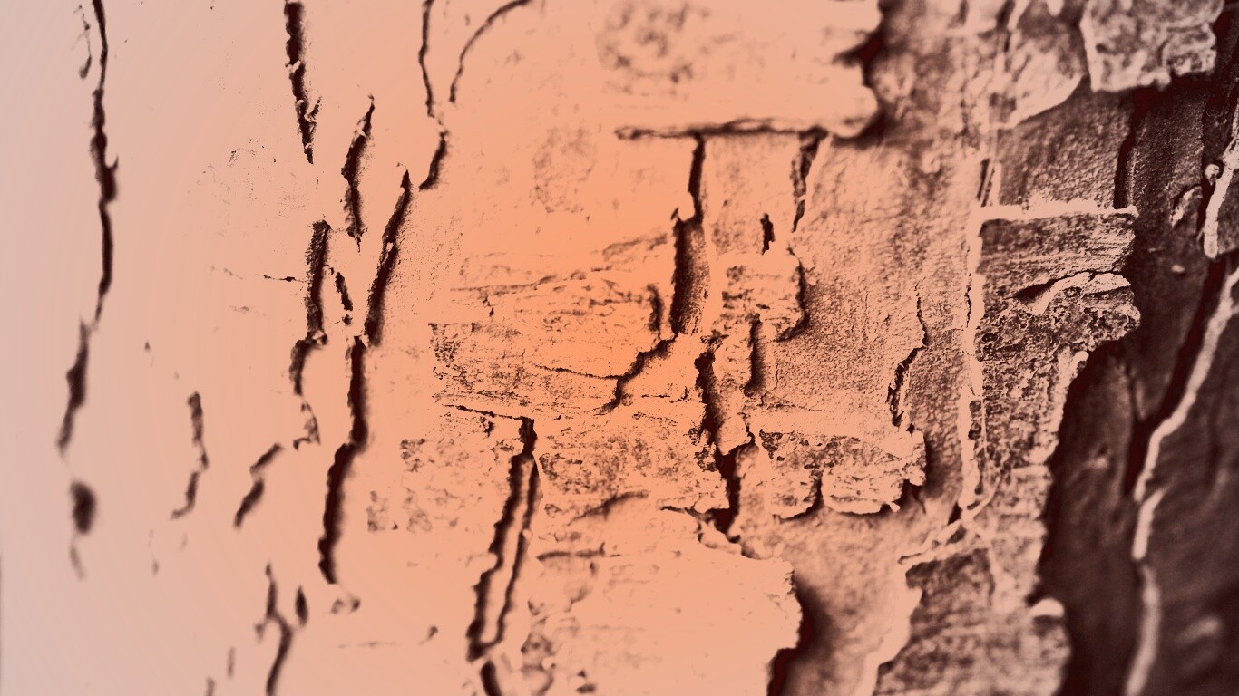 Белая кора обои