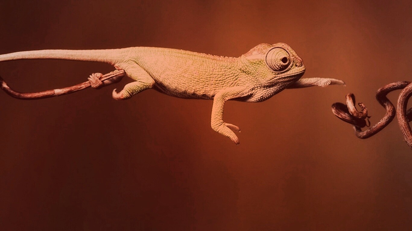 Ящерка тянется к ветке обои