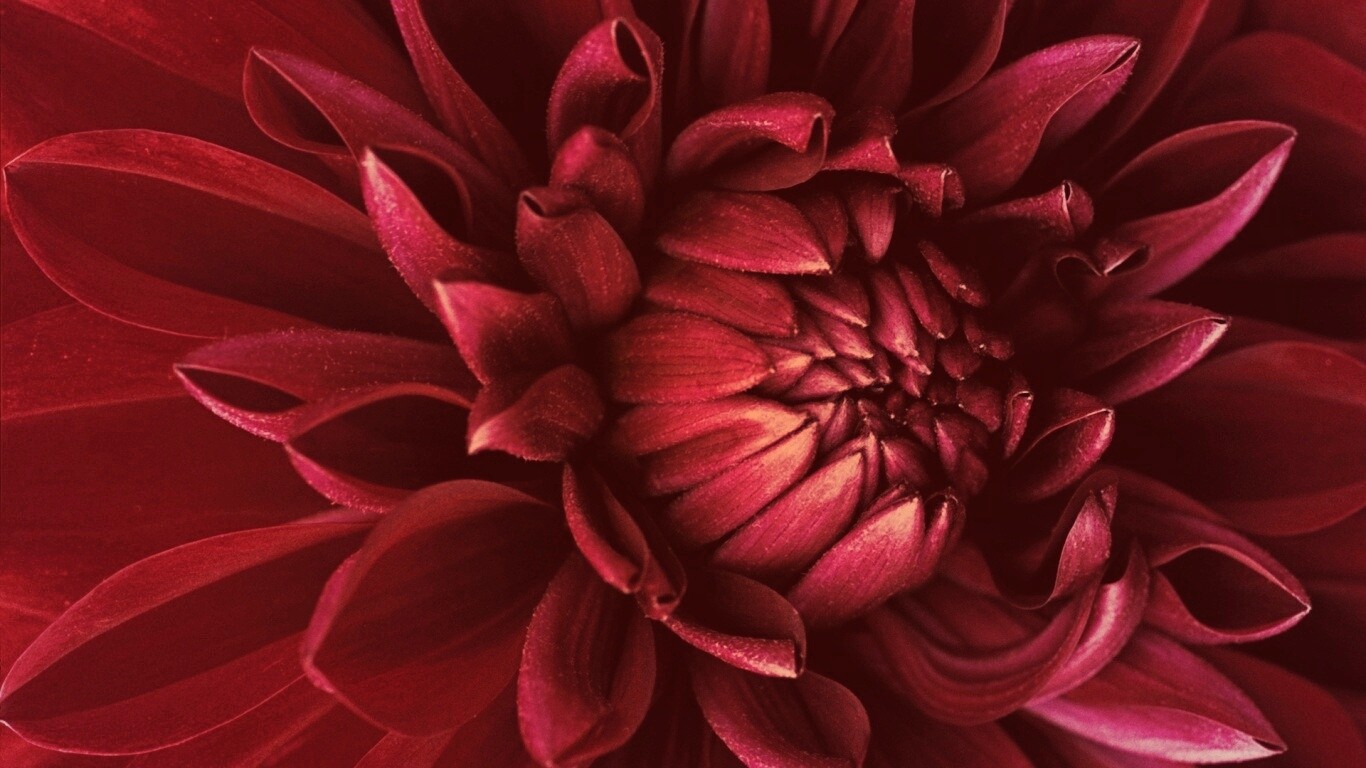 Цветок обои