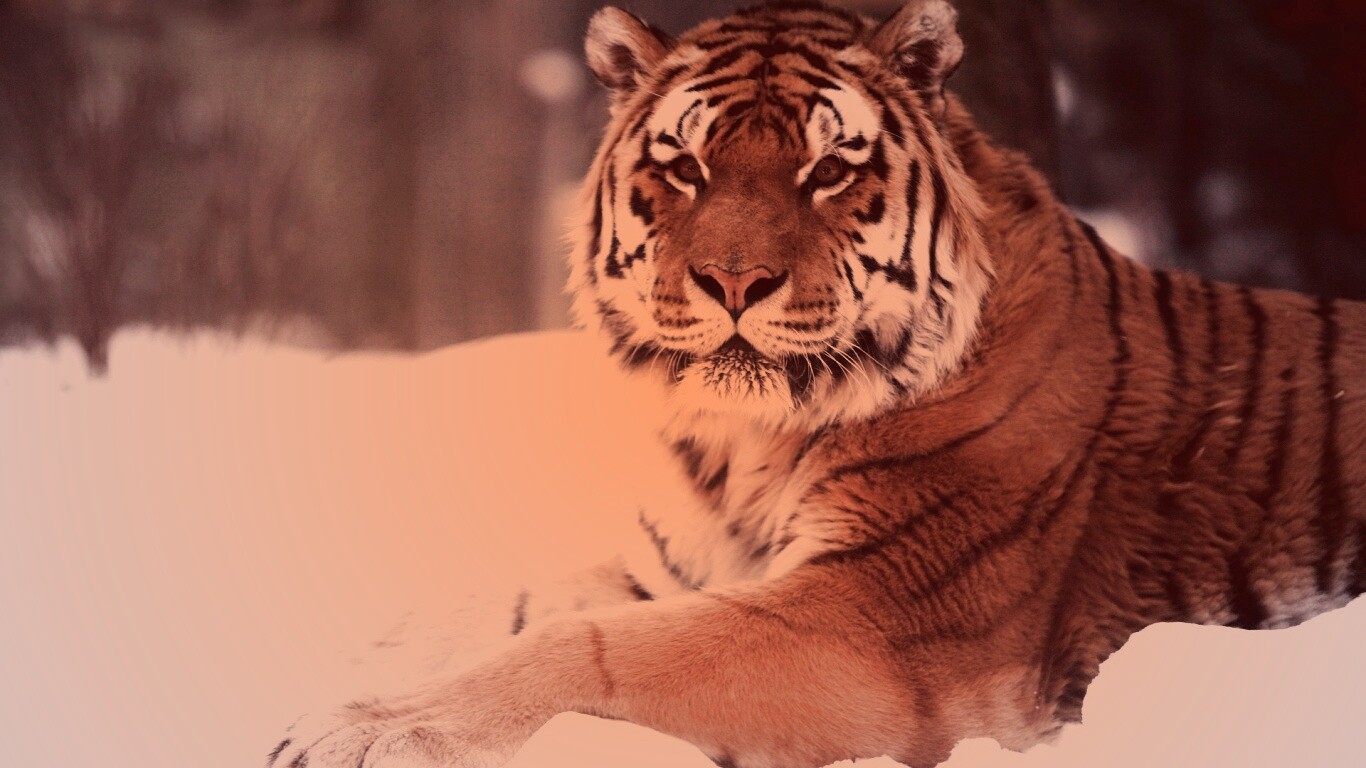 Тигр в снегу обои