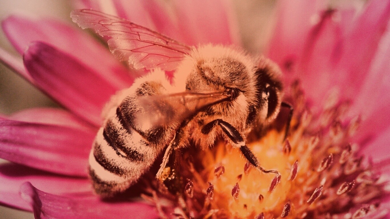 Пчела на цветке обои