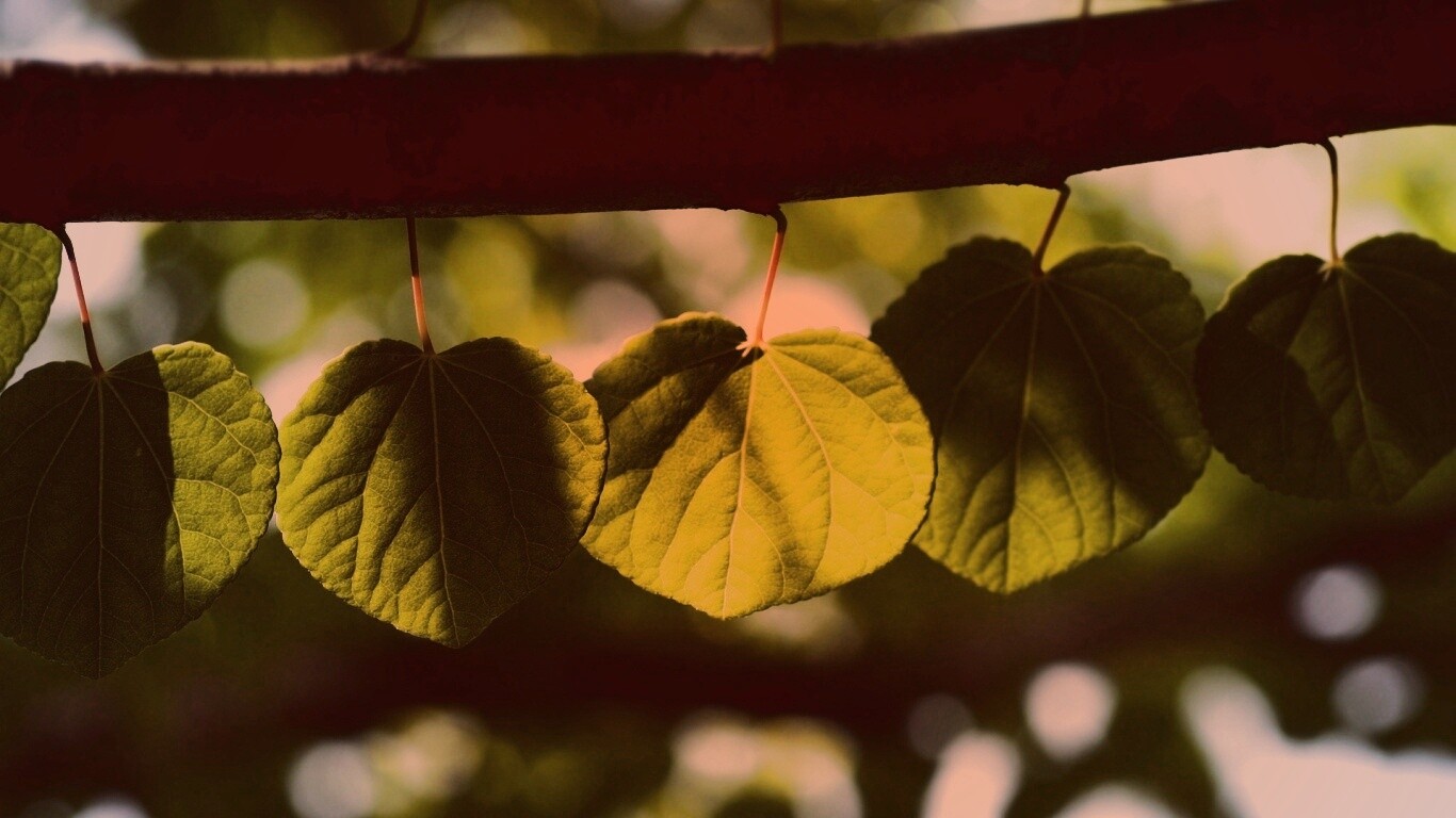 Ветка с зелеными листочками обои