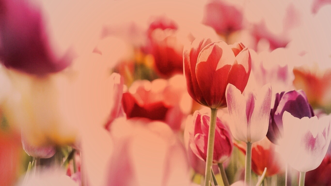 Красивые тюльпаны обои