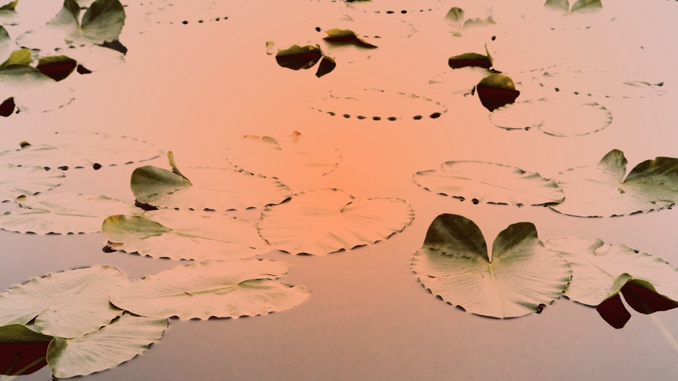 Плавающие листья обои