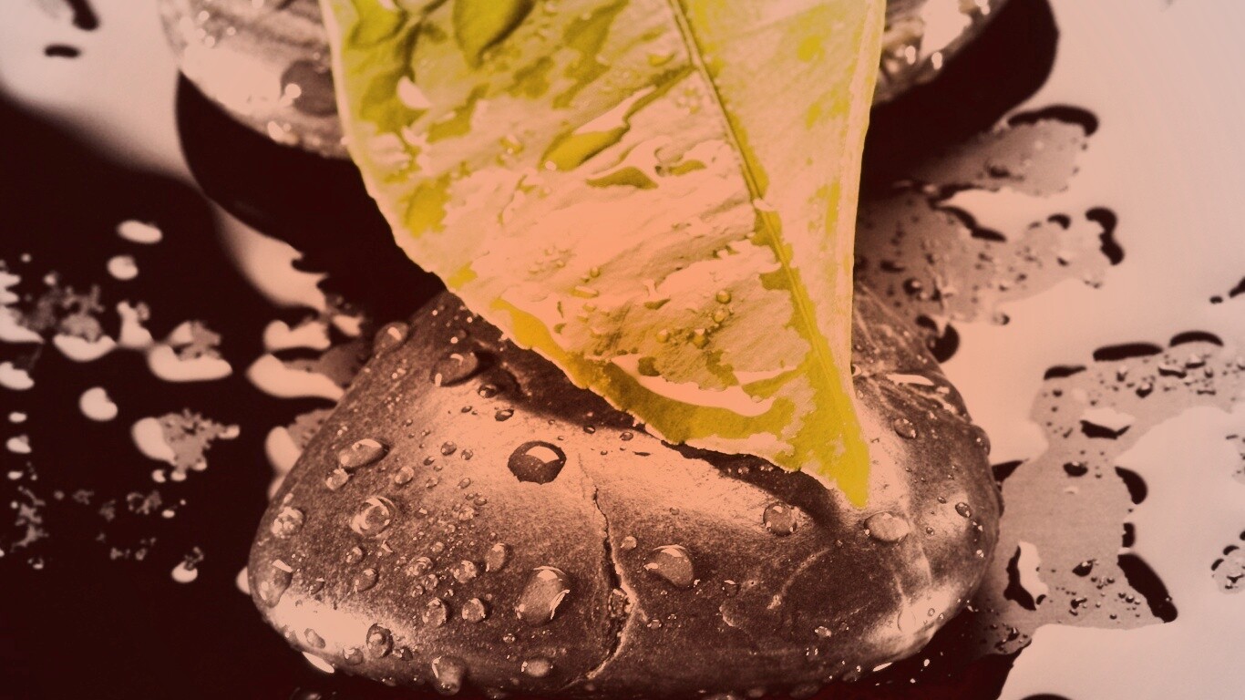 Зеленый лист на черных камнях обои