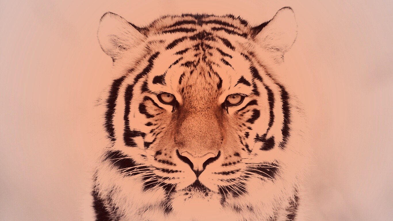 Красавец тигр обои