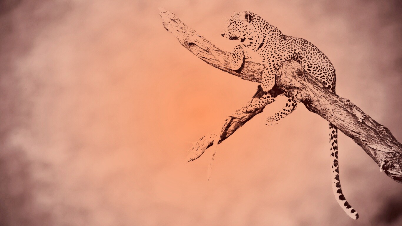 Ягуар на дереве обои