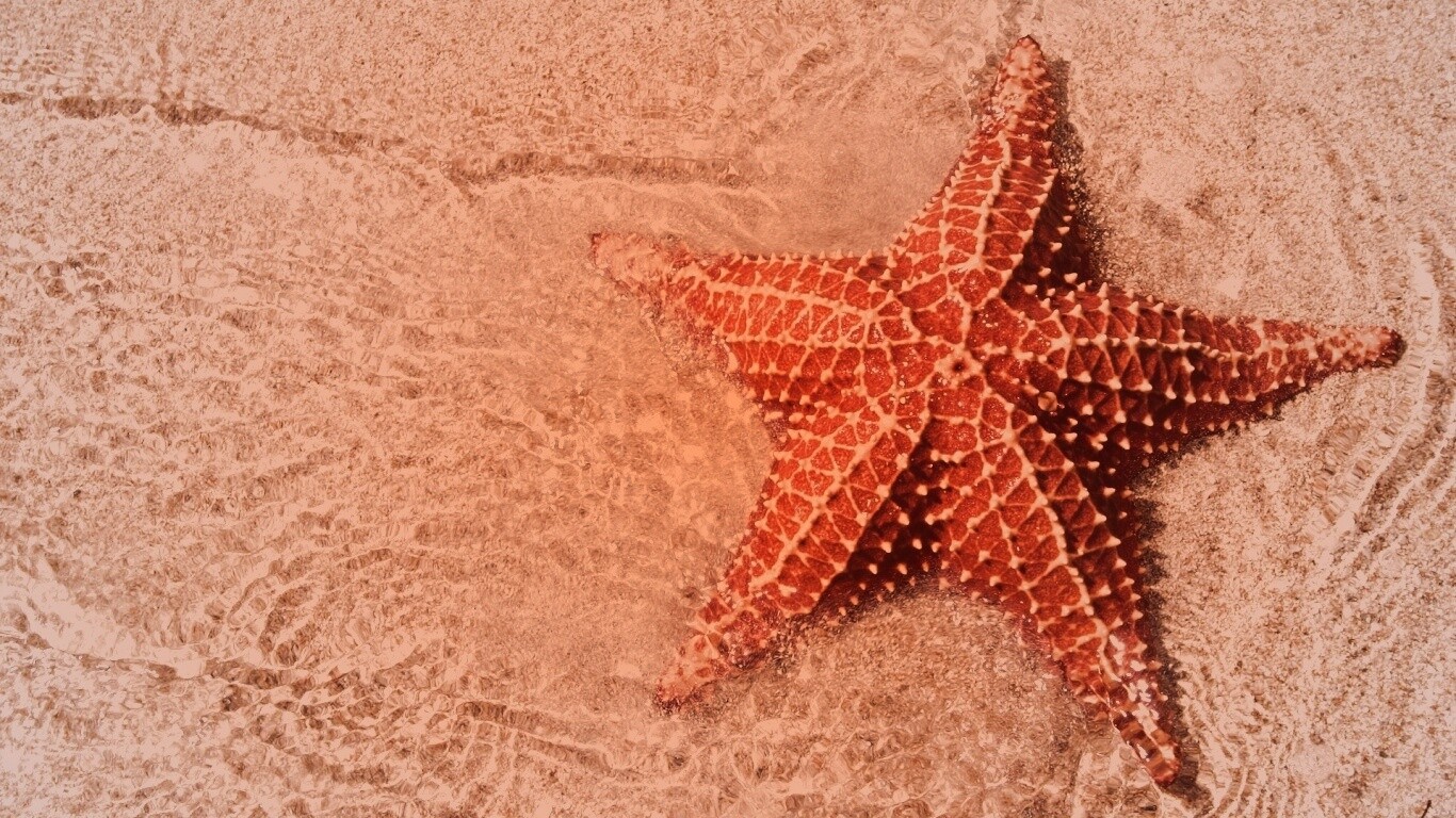 Морская звезда обои