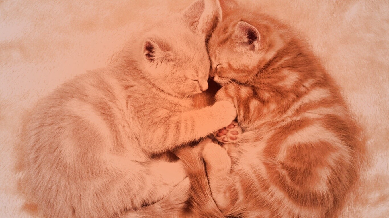 Рыжие котята в обнимку обои