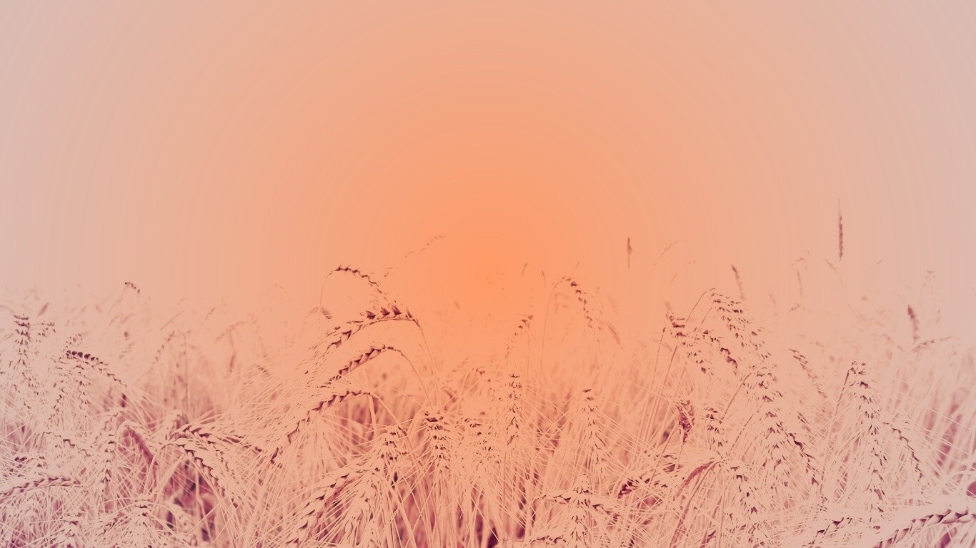 Поле колосьев обои