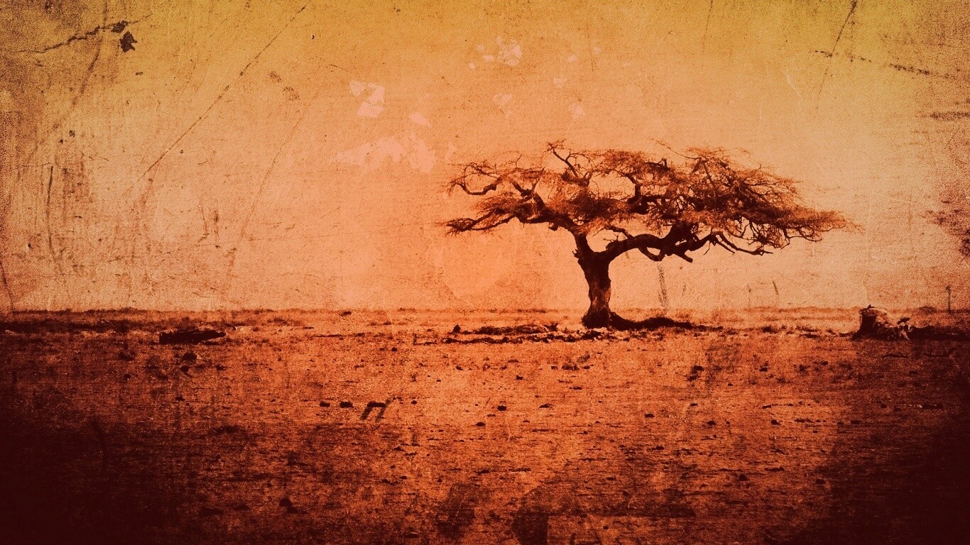 Гранжевое дерево в саванне обои