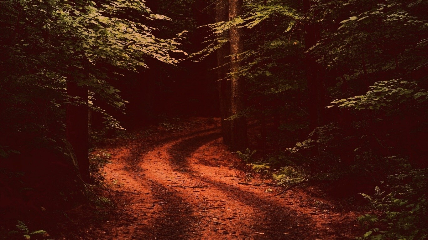 Лесная дорога обои