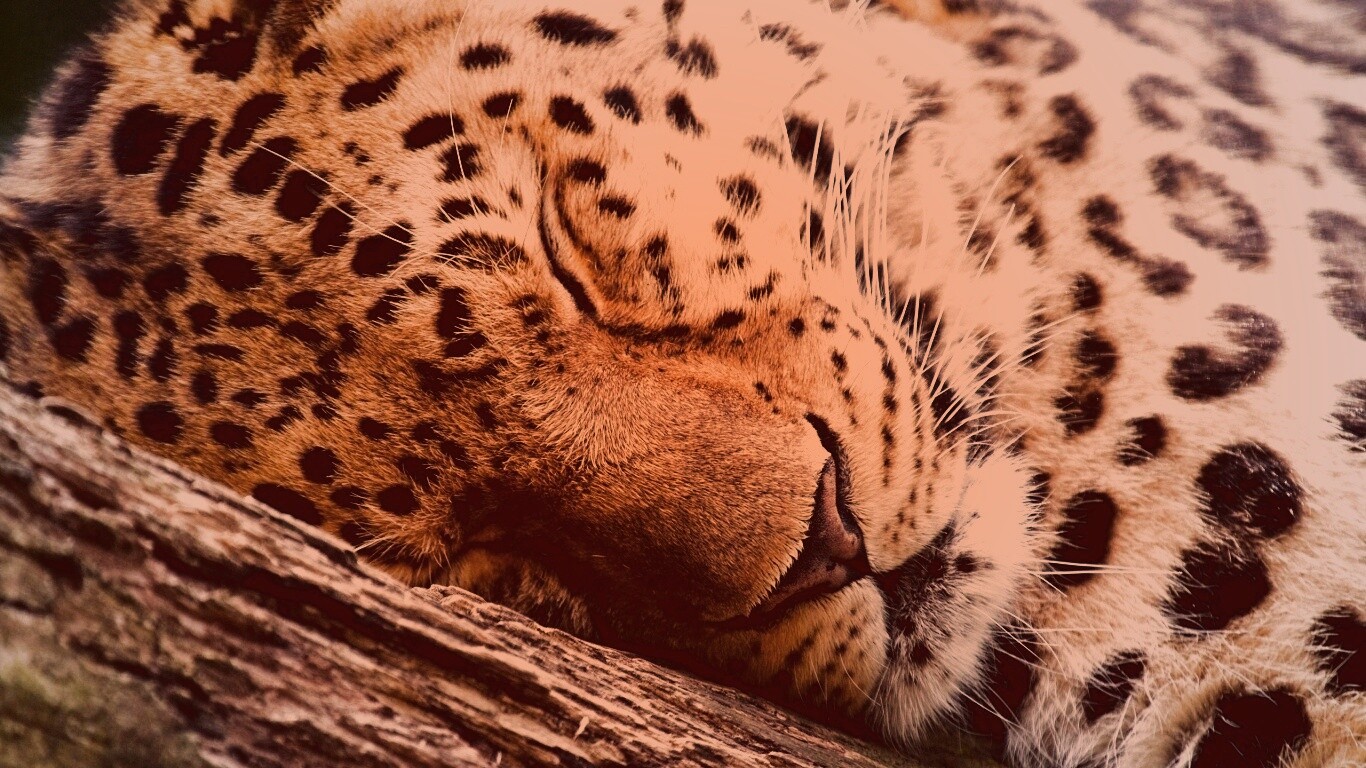 Спящий хищник обои