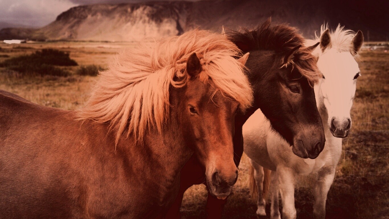 Мустанги обои