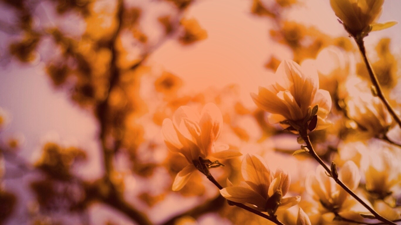 Желтые цветы распустились обои