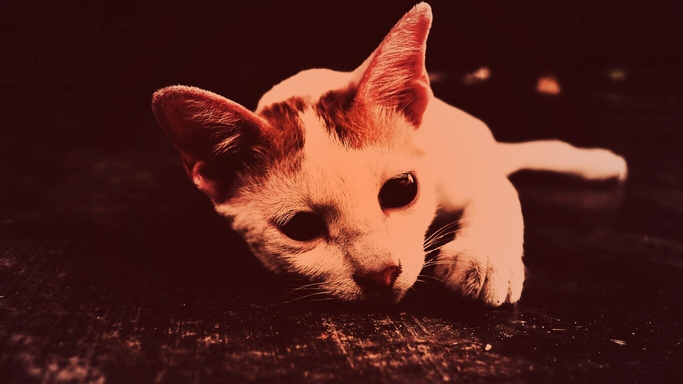 Белый кот на черном полу обои