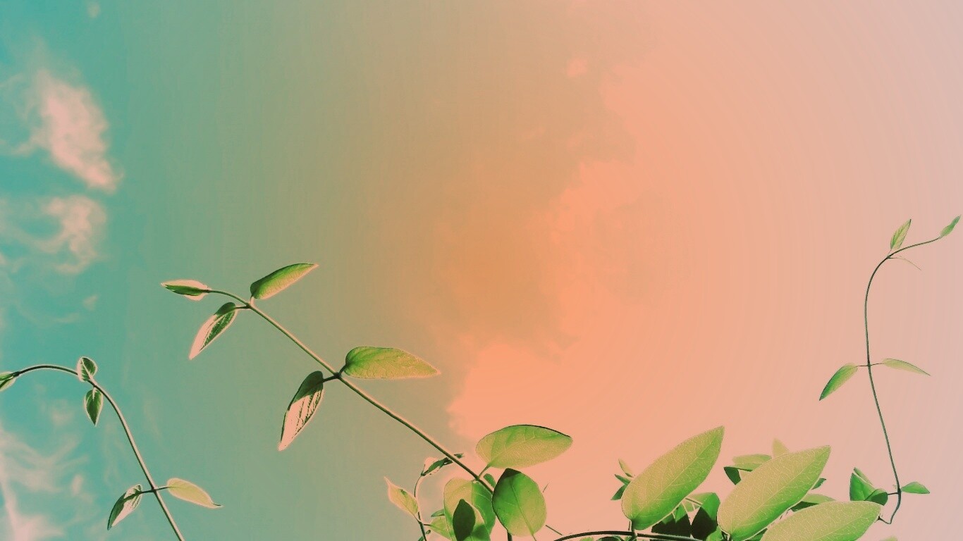 Зеленые ветви на фоне голубого неба обои