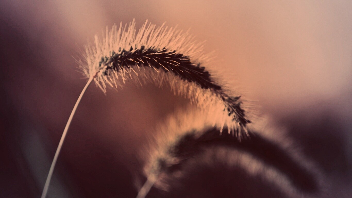 Травинка обои
