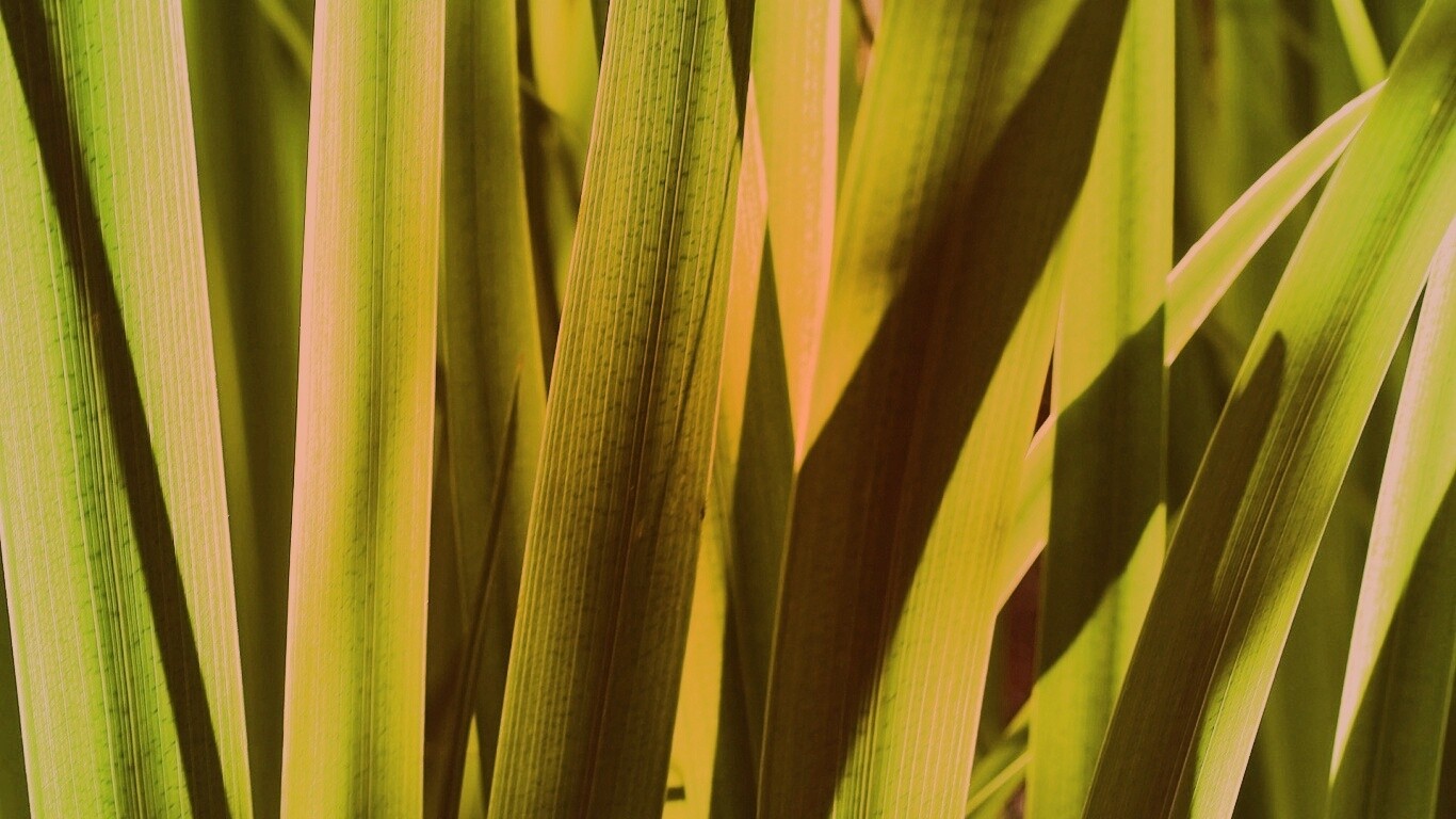 Стебли травы обои