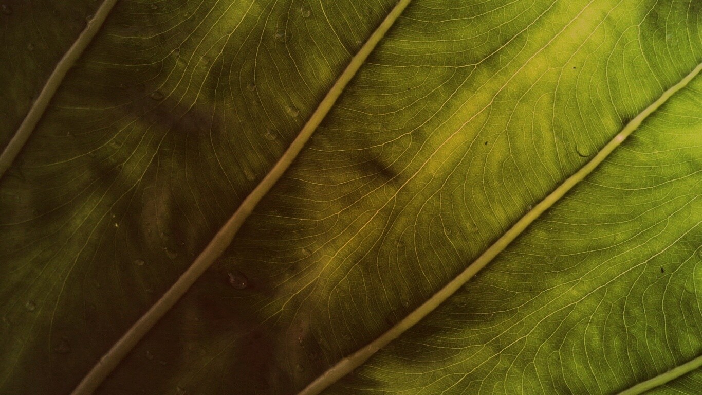 Прожилки на листе обои