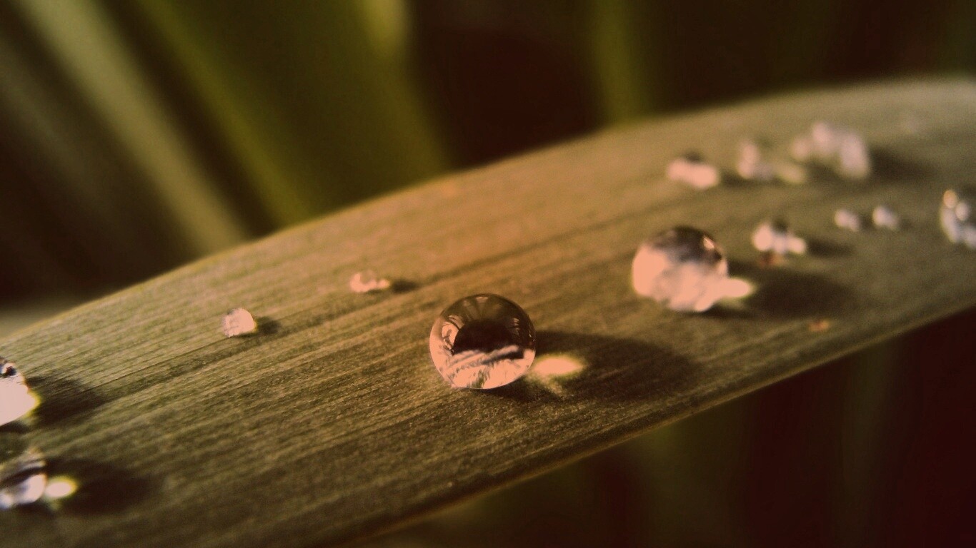 Капли росы на листе обои