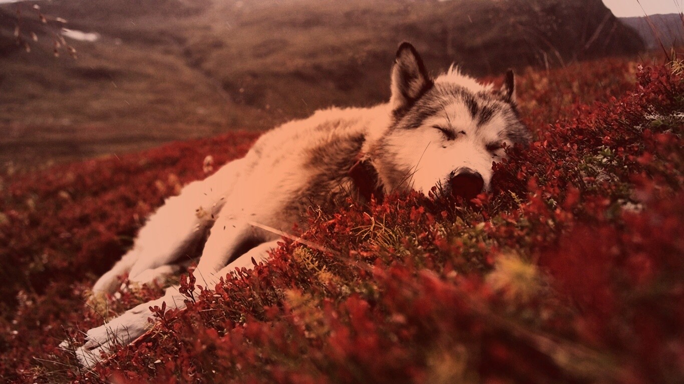 Лапа в цветах обои