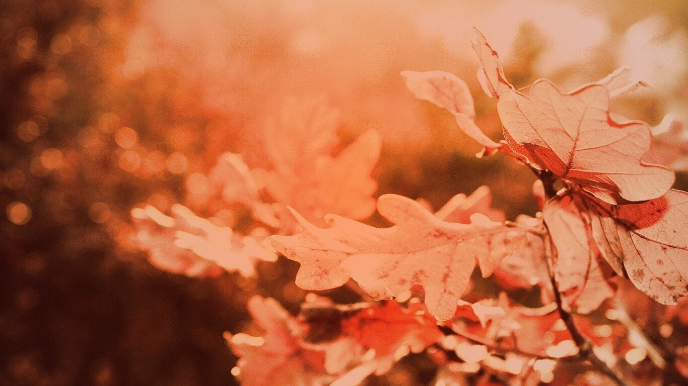 Дубовые листья обои