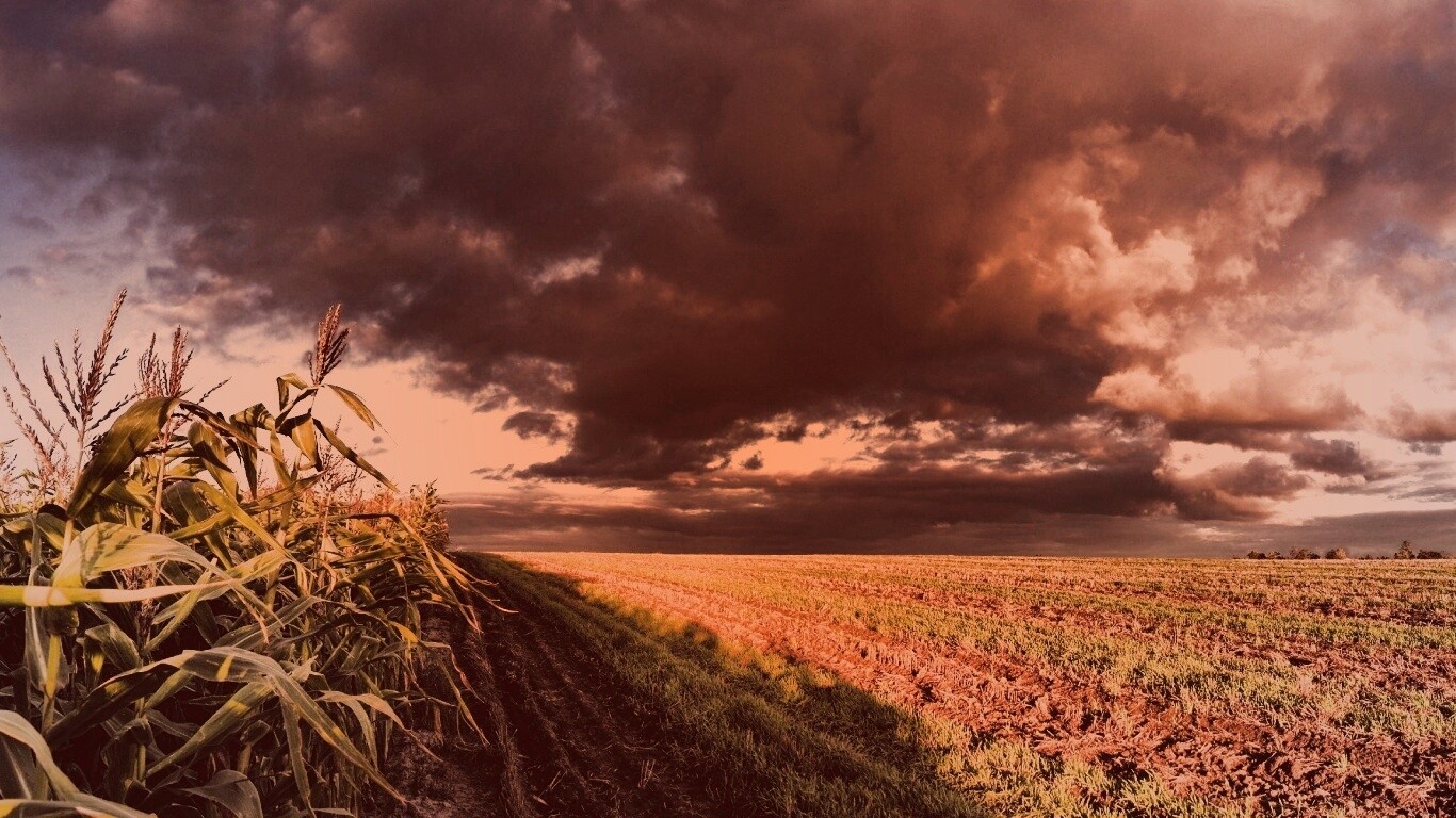 Кукурузное поле обои
