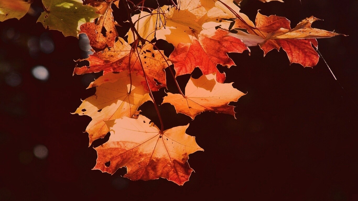 Колоритные осенние листья обои