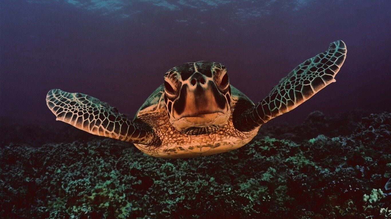 Морская черепаха обои